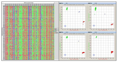 전체 192자원 genotyping 결과(좌) 및 SNP 마커 별 allele 판별(우)