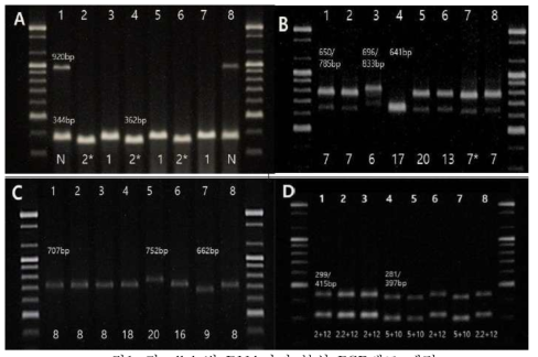 각 allele별 DNA마커 분석 PCR밴드 패턴 A: Glu-A1x allele, B: Glu-B1x allele, C: Glu-B1y allele, D: Glu-D1xy allele 1:Mexico 120, 2:Joonmo2003, 3:yv01-37, 4:Ducula, 5:Hongfu-1, 6:Sirohosha 7:Guoji-13, 8:Grumil