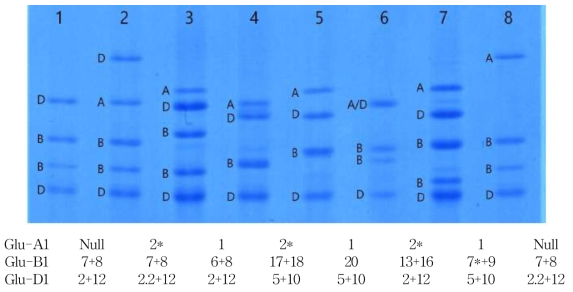 SDS-PAGE를 통한 standard line의 HMW-GS 밴드패턴 A: Glu-A1x allele, B: Glu-B1xy allele, D: Glu-D1xy allele 1:Mexico 120, 2:Joonmo2003, 3:yv01-37, 4:Ducula, 5:Hongfu-1, 6:Sirohosha 7:Guoji-13, 8:Grumil