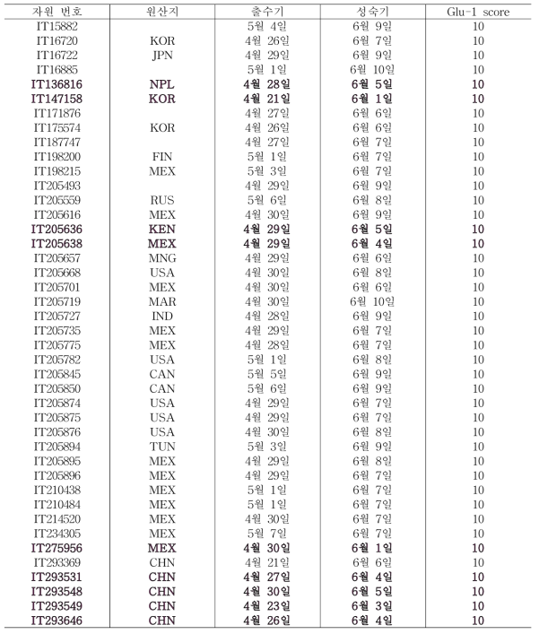글루테닌 조성과 숙기 고려해 선발한 유용 유전자원