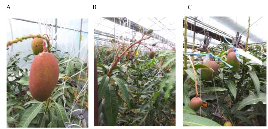 4월 5일 망고 난방 온실의 과일 채색 상태 비교 하원농가 (A; 빗물히트펌프 온실, B;지하공기히프펌프 온실), 서광( C; 기름 및 전기사용)