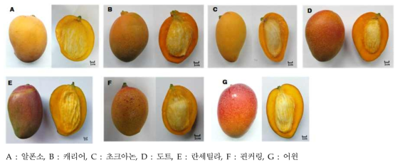 망고 품종의 종류