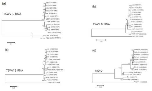익모초에서 분리한 TSWV-LSDG(a∼c)와 BWYV-LSDY(d)의 전체염기서열 유연관계분석
