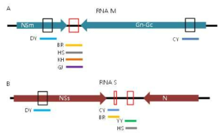 변이가 발생한 분리주 종류 및 RNA M (A)과 RNA S (B) 유전자의 변이 부위