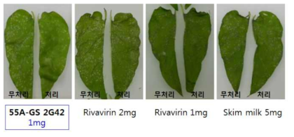 담배 Nicotiana glutinosa 반엽법을 이용한 처리별 Pepper mild mottle virus의 감염 억제효과