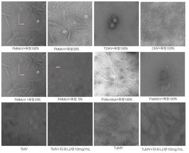 전자현미경을 이용한 유청 및 자귀나무의 바이러스 입자에 대한 활성저해 특성 관찰