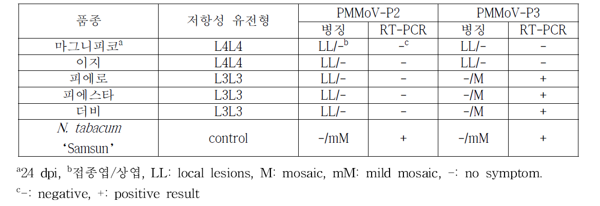 PMMoV-P2 및 -P3의 병원성 분석