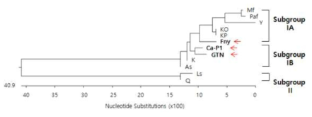 CMV-Ca-P1 및 –GTN의 5’UTR부위의 염기서열에 따른 유전학적 계통분석