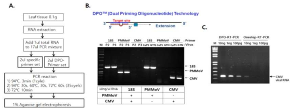Conventional RT-PCR법과 DPO 프라이머를 이용한 RT-PCR법 비교분석. A. RT-PCR을 위한 과정, B. PMMoV 및 CMV 복합감염 식물체에서 DPO 프라이머를 이용한 RT-PCR 수행, C. RNA 농도별 RT-PCR법 비교분석