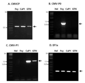 CMV 병원형 구별을 위한 프라이머 2종 세트를 이용하여 RT-PCR 수행. A. CMVCP: 일반적으로 CMV 진단을 위해 사용되는 프라이머, B. CMV-P0 계통만 진단, C. CMV-P1 계통만 진단, D. EF1α: RT-PCR을 수행위한 control 프라이머