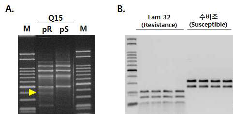 CMV 저항성 RAPD 프라이머 (OPQ15_480bp) 선발했으며 저항성 및 감수성 고추에 적용하여 진단 수행. Lane M: 100bp DNA ladder, pR: CMV-GTN 저항성 고추 line들의 DNA pool, pS:pCMV-GTN 감수성 고추 line들의 DNA pool. 화살표는 polymorphic band를 의미