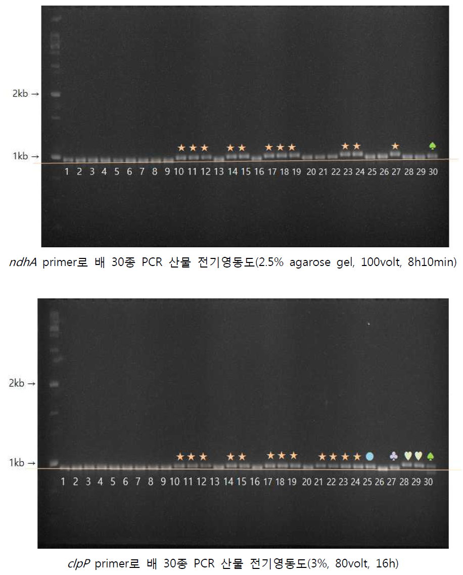 ndhA, clpP 유전자 증폭하는 프라이머 활용 배 30종(사과1종포함) PCR 산물 전기영도도