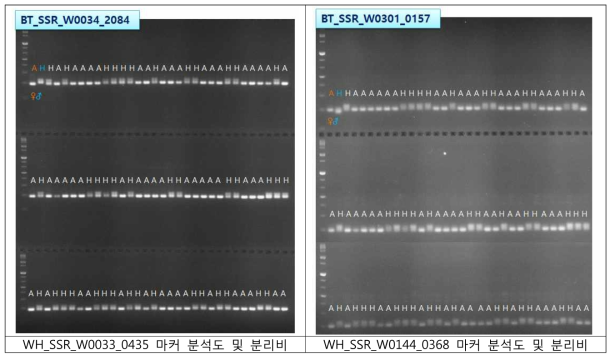 부본계 원황, 바틀렛 양친 및 F1 94주에 대한 SSR마커 증폭과 그 genotype 판독 분리비