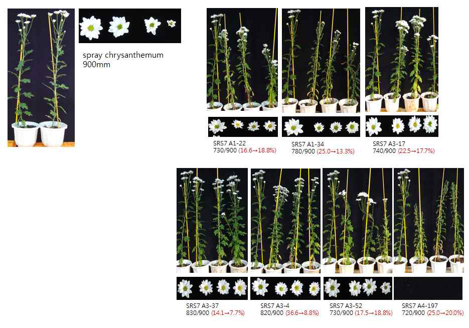 BrSRS7유전자를 포함한 스프레이 국화 형질전환체의 후대발현 양상 조사 (대조구로 사용한 비형질전환체 스프레이 국화의 모습(위), 괄호안의 수치는 전년도 초장감소 비율 → 올해 감소 비율표시, 각 사진의 가장 왼쪽은 대조구 국화임)
