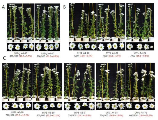 BrSRS7-gene(A), STY1(B), LRP1(C)유전자를 포함한 스프레이 국화 형질전환체의 후대발현 양상 조사. (괄호안의 수치는 전년도 초장감소 비율 → 올해 감소 비율표시, 각 사진의 가장 왼쪽은 대조구 국화임)
