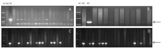 카나마이신 프라이머를 이용한 게놈 PCR로 국화 및 담배 형질전환체 삽입확인. A; U38 프로모터-spray국화, B; U47 프로모터-standard국화, C-D; U6 프로모터-tobacco