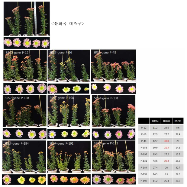 세대진전 분화국화 형질전환체(R5)의 재정식 후 표현형 조사(SRS7-gene포함) * R3에서 붉은색으로 표기된 것은 동일하게 정식한 4개라인의 초장이 균일하지 않아 평균으로 합산한 값임