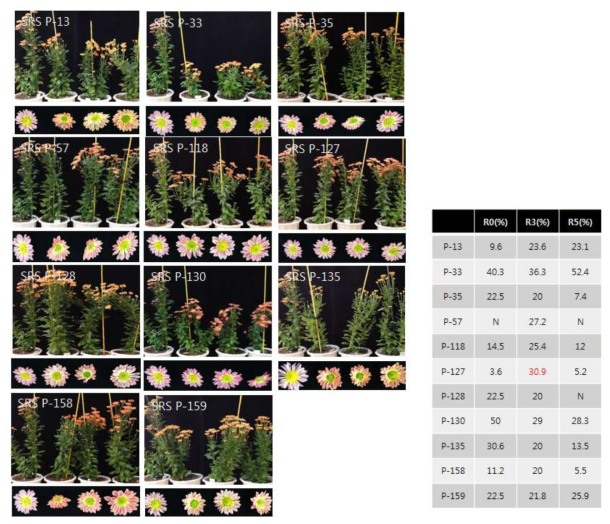 세대진전 분화국화 형질전환체(R5)의 재정식 후 표현형 조사(SRS7 유전자포함) * R3에서 붉은색으로 표기된 것은 동일하게 정식한 4개라인의 초장이 균일하지 않아 평균으로 합산한 값임 * N은 대조구보다 더 큰 초장을 보인 개체임