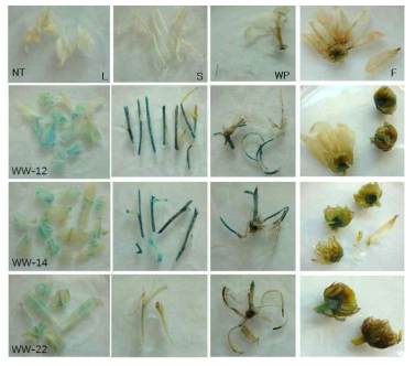 U47프로모터의 국화(R0)에서 GUS발현을 확인.(L; leaf, S;stem, WP; whole plant(in vitro), F; flower, NT; non-transgenic plant)