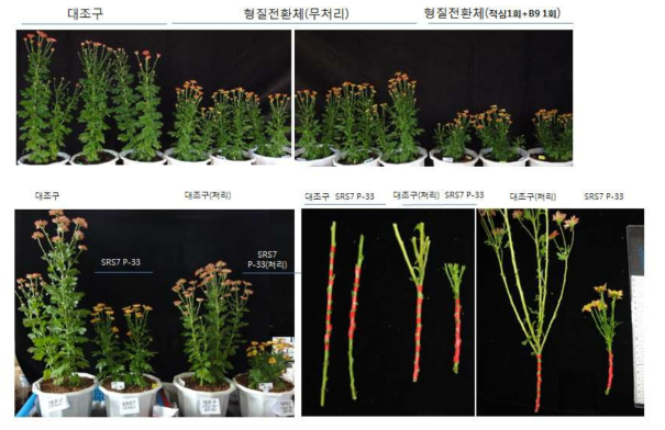 SRS7 유전자가 삽입된 분화국화 형질전환체(P-33, R7)의 왜화제 효과