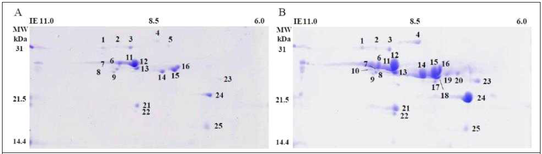 율무1호 저장단백질(프로라민) 2-DGE 분석