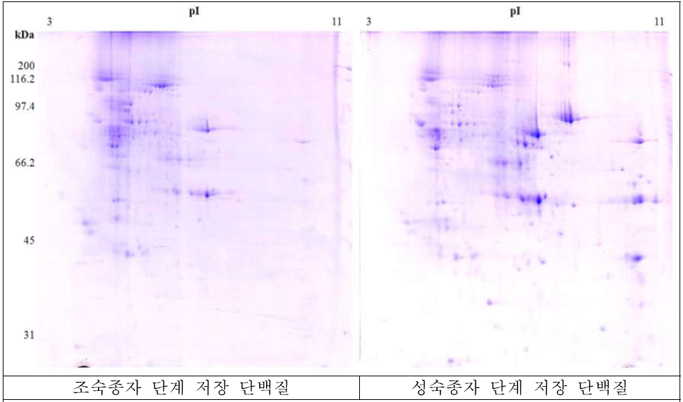 조현율무 저장 단백질 분석