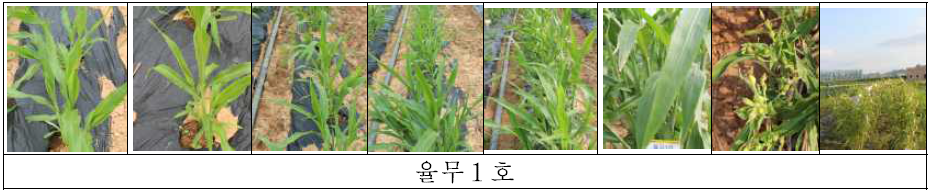 율무 1호 발달 단계별 특성조사