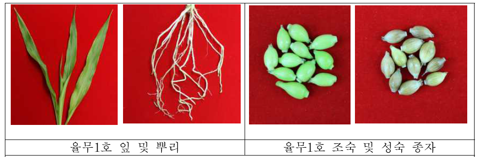 율무1호 잎, 뿌리, 조숙 및 성숙 종자 발달 단계별 샘플링