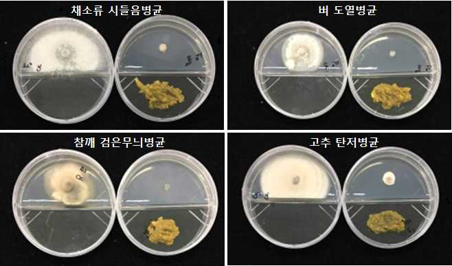 주요 종자전염성 병원균에 대한 마늘 추출물의 항균활성 검정. 무처리(사진 왼쪽)와 마늘추출물 처리(사진 오른쪽)