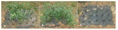 마늘 부산물 퇴비 토양 처리에 따른 토마토 풋마름병 억제 효과 소포장 시험모습 ※ A : 마늘부산물 퇴비(4kg/3.3m2), B : 마늘부산물 퇴비 (6kg/3.3m2), C : 무처리