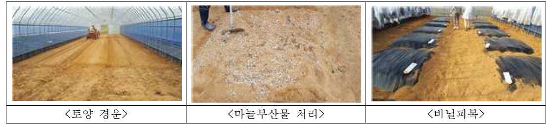 마늘 및 부산물 토양 처리의 상추 균핵병 억제효과 포장 조성
