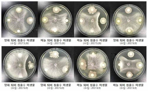 수집 일자 별 마늘, 양파부산물 퇴비 침출수에서 분리한 미생물의 토마토 풋마름병 병원균에 대한 항균활성