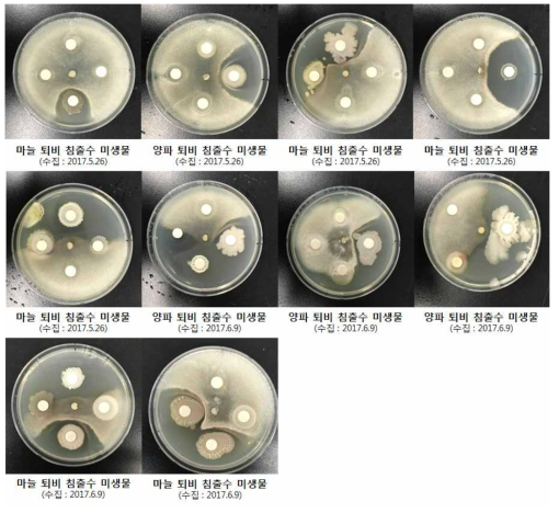 수집 일자 별 마늘, 양파부산물 퇴비 침출수에서 분리한 미생물의 상추 균핵병 병원균에 대한 항균활성