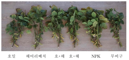 녹비처리에 따른 콩의 최종 생육 비교