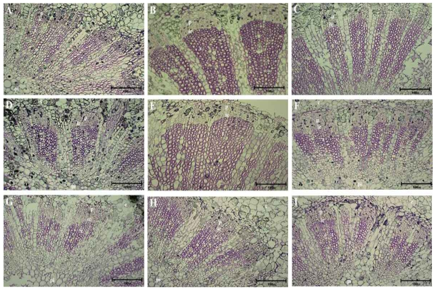 생장조절제와 수산화칼슘 처리농도와 시기에 따른 과경의 유관속 조직의 구조 A: 무처리; B: GA3 12.5+TDZ 2.5(2회); C: GA3 12.5+TDZ 2.5(만개 후 14일); D: GA3 12.5+ TDZ 2.5(만개 후 70일); E: GA3 25+TDZ 2.5(2회); F: Ca(OH)2 0.25%(만개 후 30, 40일); G: Ca (OH)2 0.5%(만개 후 30, 40일); H: Ca(OH)2 1.0%(만개 후 30, 40일); I: Ca(OH)2 0.5%(만개 후 6 0, 70일) c: cortex; ic: interfascicular cambium; p: phloem; pi: pith; x: xylem