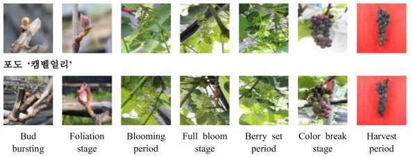 포도 ‘진옥’과 ‘캠벨얼리’의 주요 생육 시기