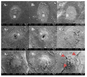 FE-SEM을 이용한 포도 ‘진옥’(A), ‘캠벨얼리’(B), ‘탐나라’(C)의 성숙기 과점 및 주두