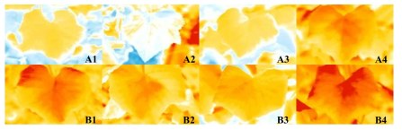 토양수분처리별 포도 ‘진옥’(B)과 ‘캠벨얼리’(A) 잎의 열화상 이미지(A1, B1: -70 kpa, A2, B2: -30 kpa, A3, B3: -5 kpa, A4, B4: 침수처리)