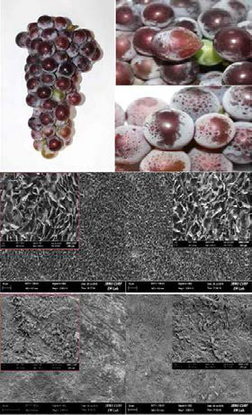 FE-SEM (field emission scanning electron microscope)을 이용한 만개후 75일경 과립간 밀착여부에 따른 과분 검경(x300, 1,000) 비밀착:(C, D, E), 밀착: (B, F, G)