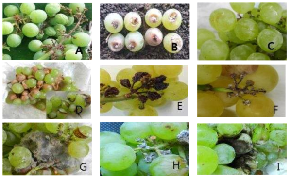 ‘청수’ 탈립 및 품질 저하의 형태 분류 (9가지) A: 과경 및 송이줄기 마름증상(변색기 전), B: 과경무름증상, C: 과정부 열과, D: 무핵과 열과, E: 과경 마름증상, F: 큰송이썩음병(Pestalotiopsis uvicola), G: 잿빛곰팡이병(gray mold), H: 과실썩음병, I: Aspergillus sp