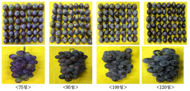 포도 흑보석품종의 생육일수에 따른 과립경 주변부와 과피색의 변화