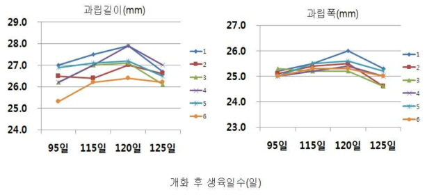 흑보석 품종의 착과량에 따른 과립크기의 변화