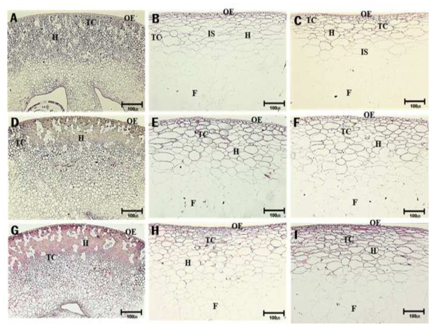 흑보석, 자옥, 거봉의 과립 세포 구조. A～C: Heukboseok; D～F: Shigyoku; G～I: Kyoho; A,D,G: 5 days after full bloom(cell division period); B,E,H: veraison; C,F,I: maturity; F: flesh; H: Hypodermis; IS: Intercellular space; OE: Outer epidermis; TC: tannin cell