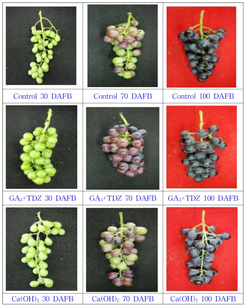 생장조절제 처리구와 칼슘제제 처리구의 시기별 외관 모습