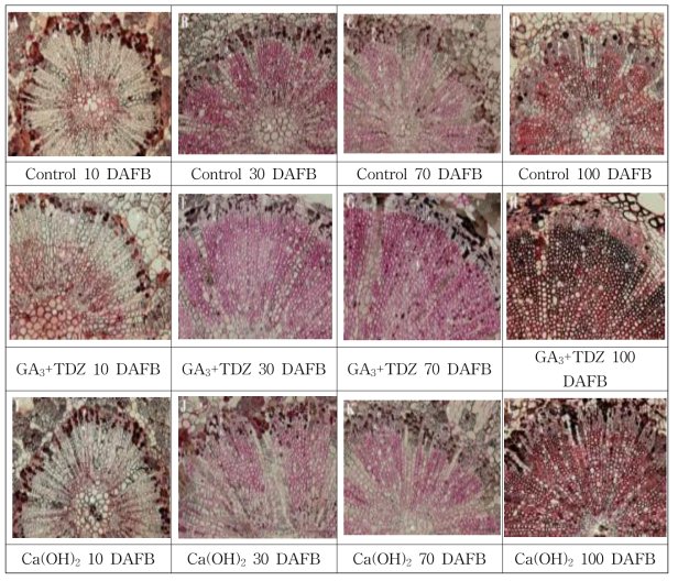 생장조절제와 칼슘제 처리시 과경의 유관속 조직의 세포 구조 (c: cortex; ic: interfascicular cambium; p: phloem; pi: pith; x: xylem)