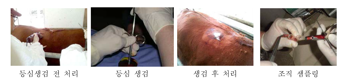 Biopsy from L.D. muscle area of Hanwoo steers