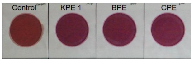 Detection of Escherichia Coli in propolis ethanol extracts. The color of detection paper of E. Coli is not changed. This result showed that propolis extracts have not include E. Coli. Dilution is 100 times folds in EtOH