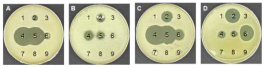 다중 항생제 내성S. aureus 균주의 생장을 억제하는 박테리오신 생성Staphylococcus 균주 탐색. ; (1, 3; Indicator strain (negative control), 2; S. pasteuri RSP-1 (positive control), 4; S. gallinarum MR043, 5; S. gallinarum R0003, 6; S. pasteuri MR011, 7; S. saprophyticus MR052, 8; S. sciuri MR005, 9; S. xylosus MR048). Indicator strains (A; S. aureus CCARM3504, B; S. aureus KCTC1916, C; S. aureus R-8, D; S. aureus R0001)