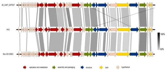 박테리오파지 PP2의 유전체 지도와 상동성 비교