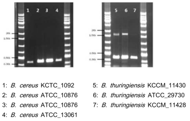 B. cereus와 B. thuringiensis를 구분하는 종 특이적 multiplex PCR 패턴